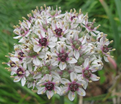Allium Silver Spring